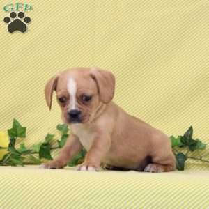 BJ, Boston Terrier Mix Puppy